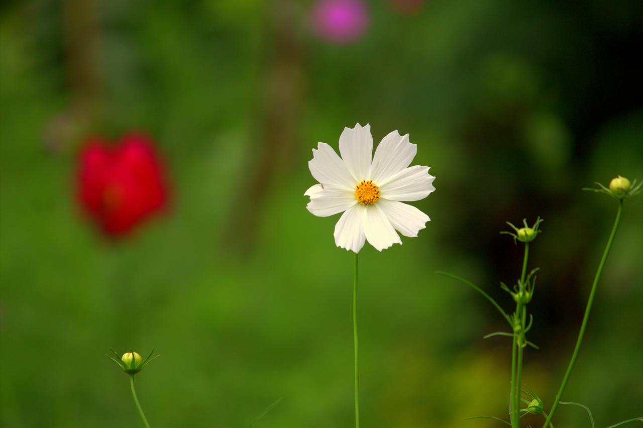 Pepper Hills Cottages เอลลา ภายนอก รูปภาพ